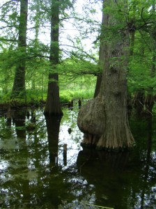 Bald Cypress Swamp Trees with Knees