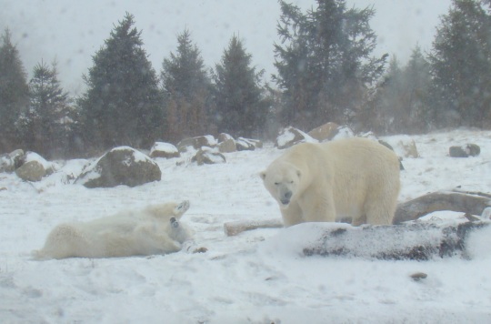 Polar bears play in the snow.