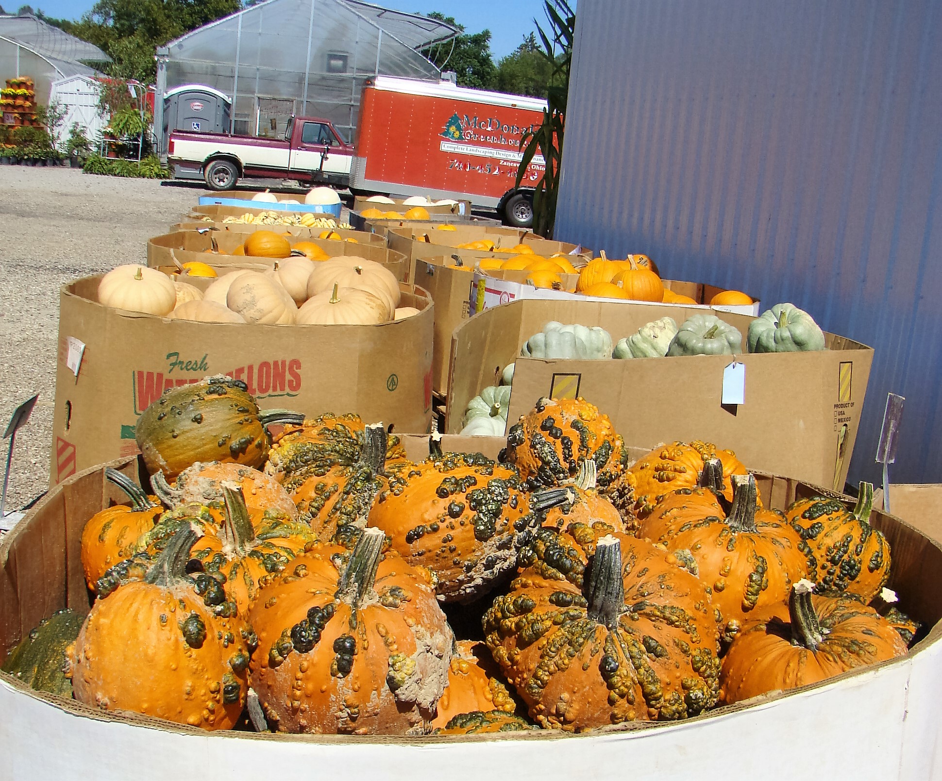All kinds of pumpkins are waiting to be taken home for decorations.