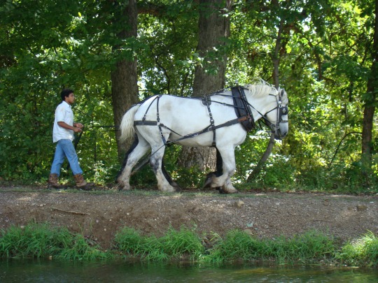 Monticello hogie walks horses
